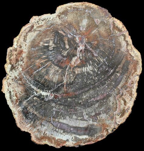 Colorful Petrified Wood Round - Madagascar #54206